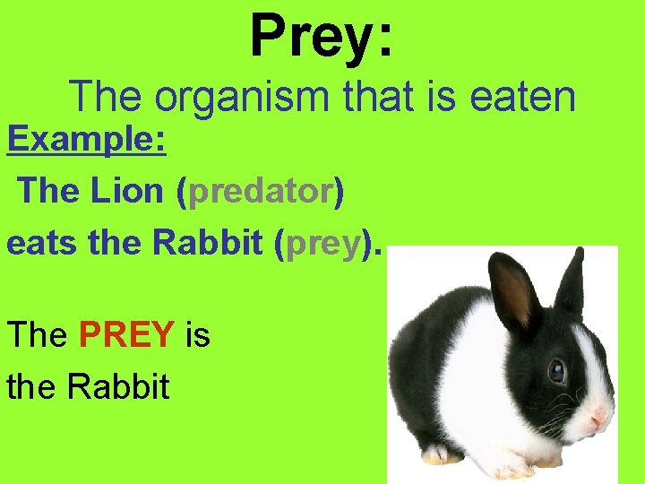 Prey: The organism that is eaten Example: The Lion (predator) eats the Rabbit (prey).