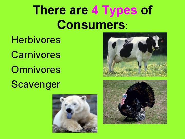 There are 4 Types of Consumers: Herbivores Carnivores Omnivores Scavenger 