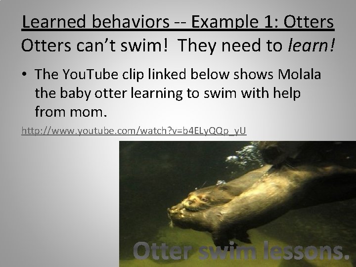 Learned behaviors -- Example 1: Otters can’t swim! They need to learn! • The