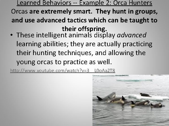 Learned Behaviors -- Example 2: Orca Hunters Orcas are extremely smart. They hunt in
