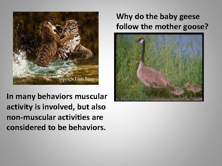 Why do the baby geese follow the mother goose? In many behaviors muscular activity