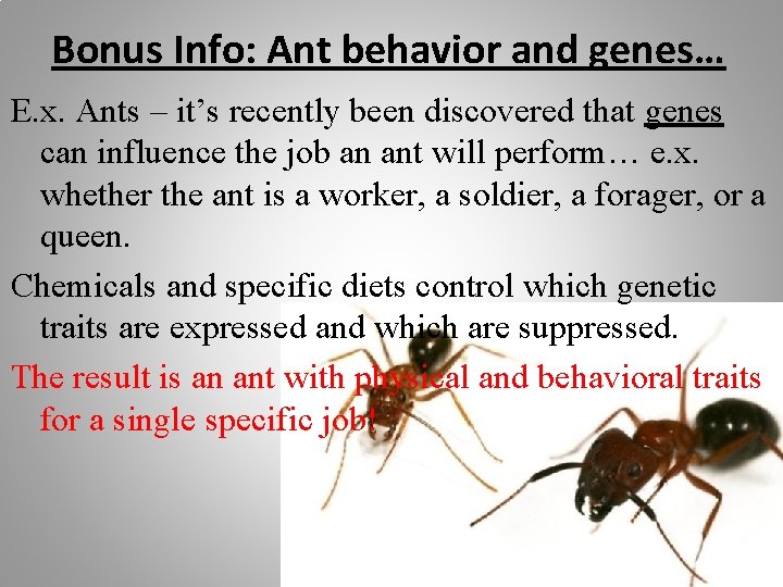 Bonus Info: Ant behavior and genes… E. x. Ants – it’s recently been discovered
