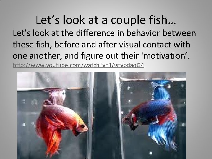 Let’s look at a couple fish… Let’s look at the difference in behavior between