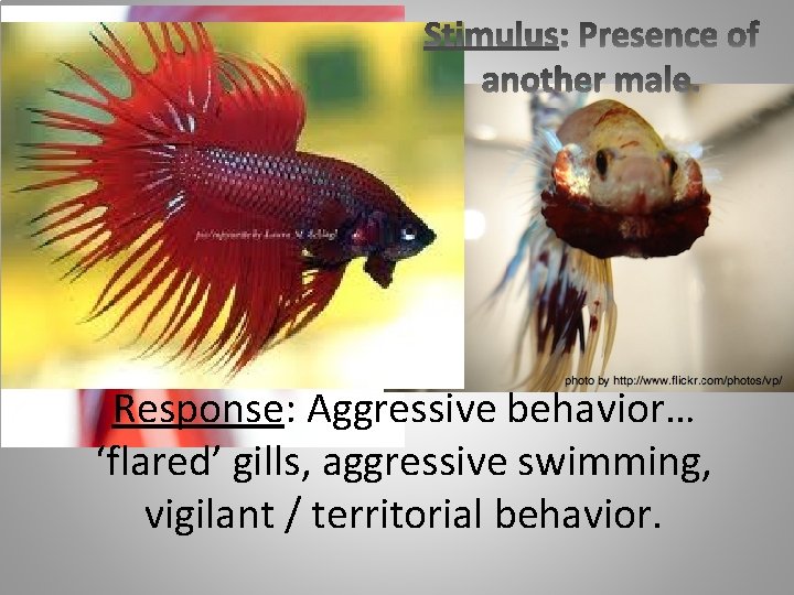 Response: Aggressive behavior… ‘flared’ gills, aggressive swimming, vigilant / territorial behavior. 