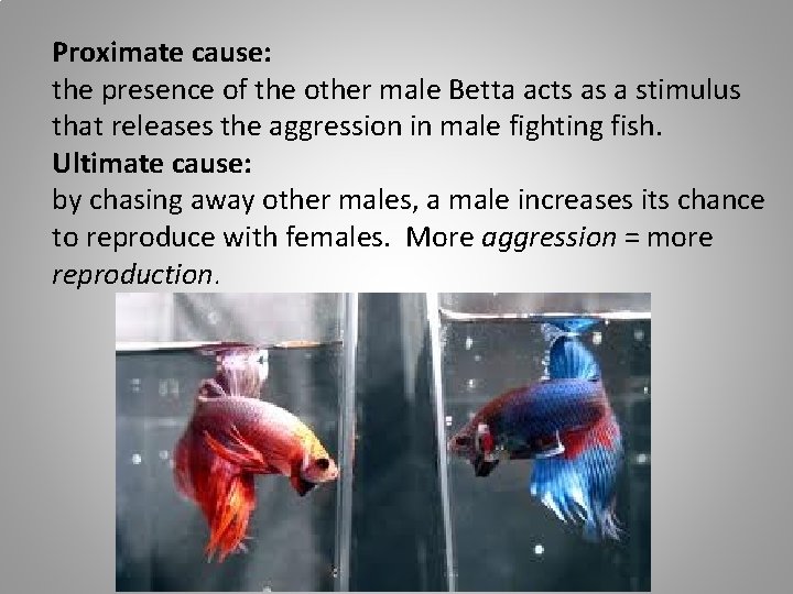 Proximate cause: the presence of the other male Betta acts as a stimulus that