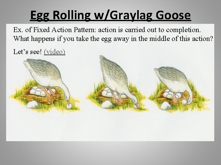 Egg Rolling w/Graylag Goose Ex. of Fixed Action Pattern: action is carried out to