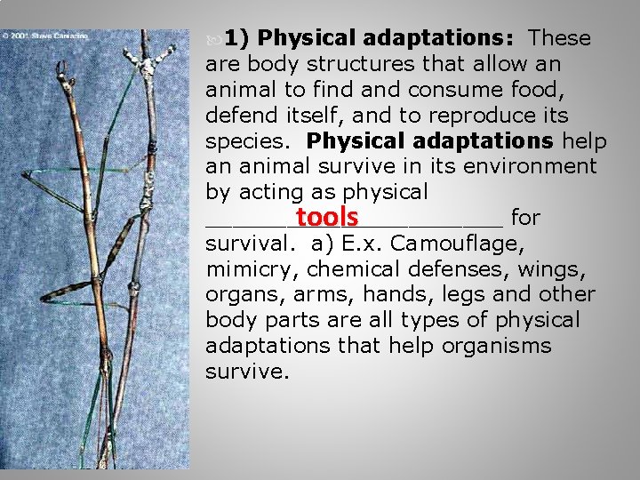  1) Physical adaptations: These are body structures that allow an animal to find