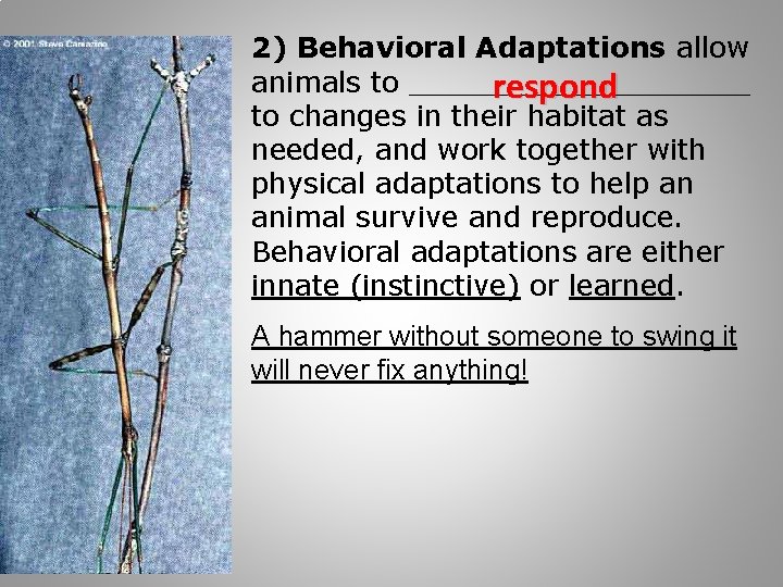2) Behavioral Adaptations allow animals to __________ respond to changes in their habitat as