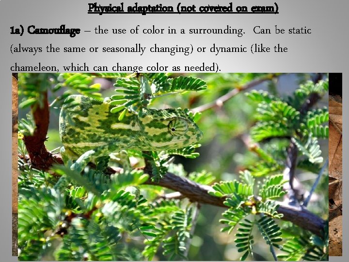 Physical adaptation (not covered on exam) 1 a) Camouflage – the use of color