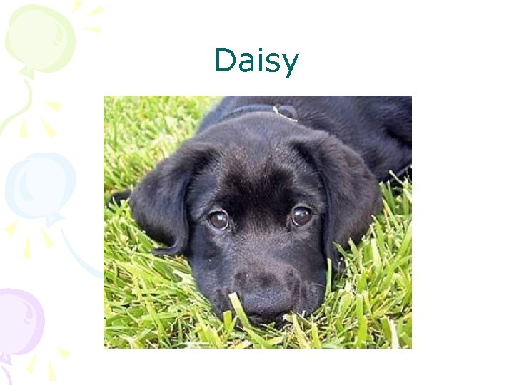 Daisy 