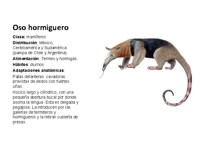 Oso hormiguero Clase: mamíferos Distribución: México, Centroamérica y Sudamérica (pampa de Chile y Argentina).