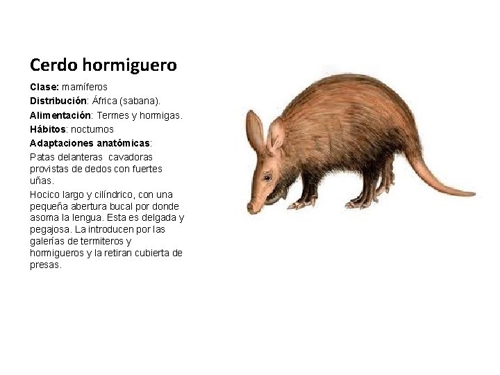 Cerdo hormiguero Clase: mamíferos Distribución: África (sabana). Alimentación: Termes y hormigas. Hábitos: nocturnos Adaptaciones