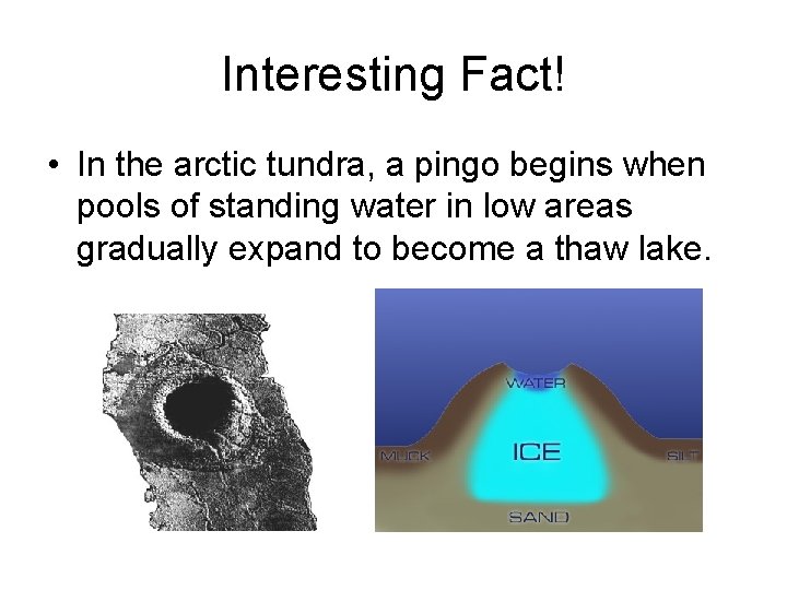 Interesting Fact! • In the arctic tundra, a pingo begins when pools of standing