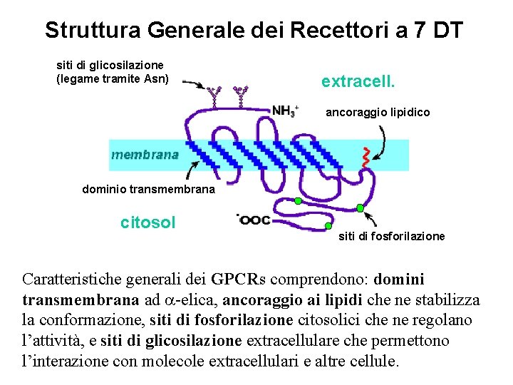 Struttura Generale dei Recettori a 7 DT siti di glicosilazione (legame tramite Asn) extracell.