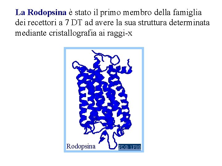 La Rodopsina è stato il primo membro della famiglia dei recettori a 7 DT