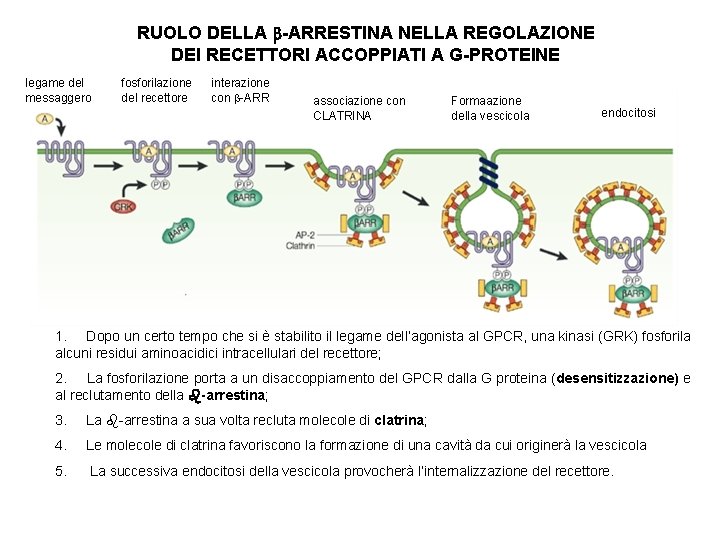 RUOLO DELLA -ARRESTINA NELLA REGOLAZIONE DEI RECETTORI ACCOPPIATI A G-PROTEINE legame del messaggero fosforilazione