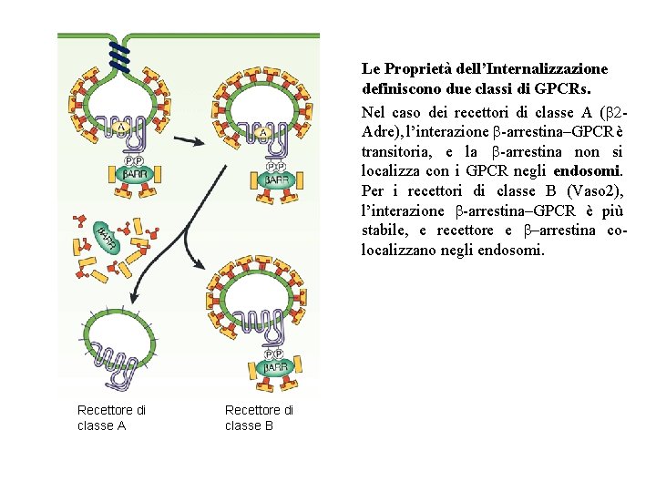 Le Proprietà dell’Internalizzazione definiscono due classi di GPCRs. Nel caso dei recettori di classe