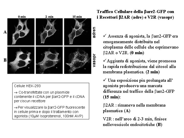 vasopr adren Traffico Cellulare della arr 2 -GFP con i Recettori 2 AR (adre)