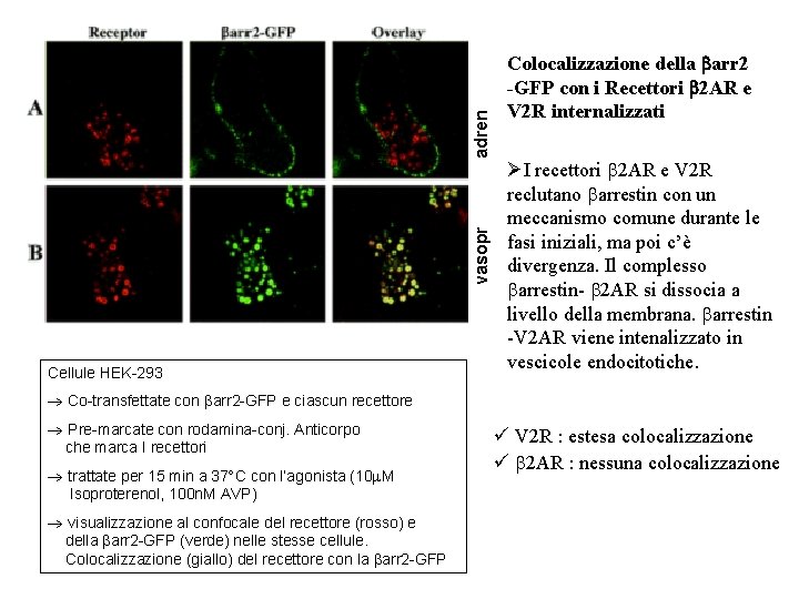 adren vasopr Cellule HEK-293 Colocalizzazione della arr 2 -GFP con i Recettori 2 AR