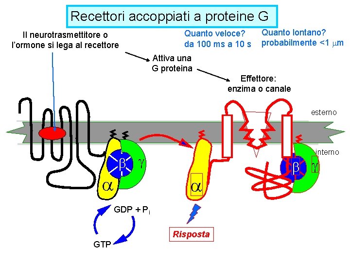 Recettori accoppiati a proteine G Il neurotrasmettitore o l’ormone si lega al recettore Quanto