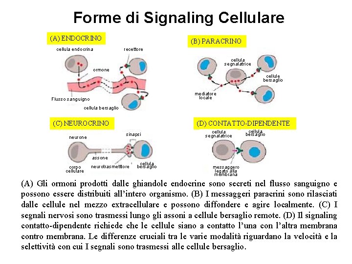 Forme di Signaling Cellulare (A) ENDOCRINO cellula endocrina (B) PARACRINO recettore cellula segnalatrice ormone