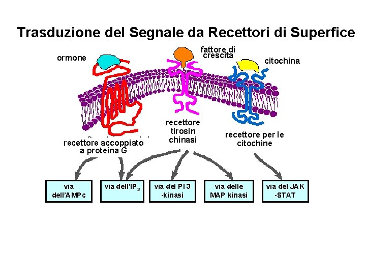 Trasduzione del Segnale da Recettori di Superfice fattore di crescita ormone recettore accoppiato a