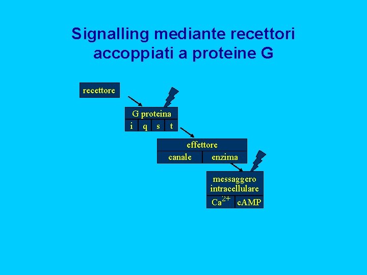 Signalling mediante recettori accoppiati a proteine G recettore G proteina i q s t