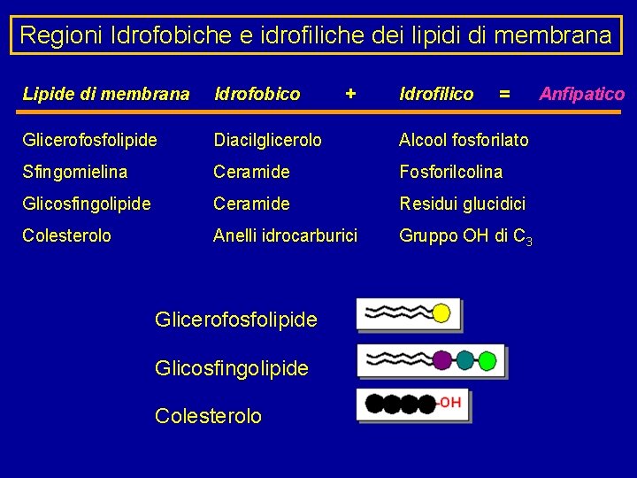 Regioni Idrofobiche e idrofiliche dei lipidi di membrana Lipide di membrana Idrofobico Glicerofosfolipide Diacilglicerolo