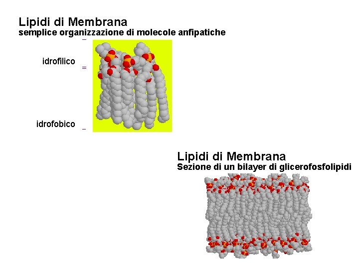 Lipidi di Membrana semplice organizzazione di molecole anfipatiche idrofilico idrofobico Lipidi di Membrana Sezione