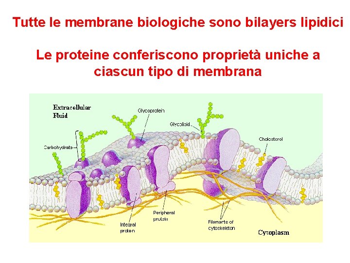 Tutte le membrane biologiche sono bilayers lipidici Le proteine conferiscono proprietà uniche a ciascun