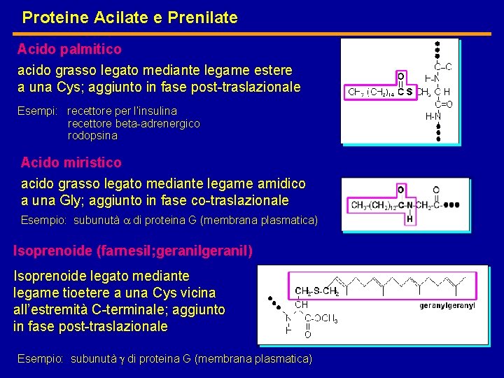 Proteine Acilate e Prenilate Acido palmitico acido grasso legato mediante legame estere a una