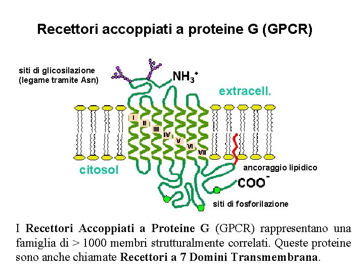Recettori accoppiati a proteine G (GPCR) siti di glicosilazione (legame tramite Asn) citosol extracell.