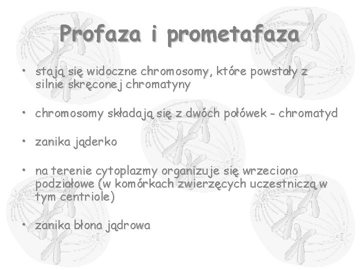 Profaza i prometafaza • stają się widoczne chromosomy, które powstały z silnie skręconej chromatyny