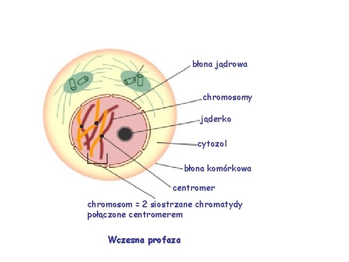 błona jądrowa chromosomy jąderko cytozol błona komórkowa centromer chromosom = 2 siostrzane chromatydy połączone