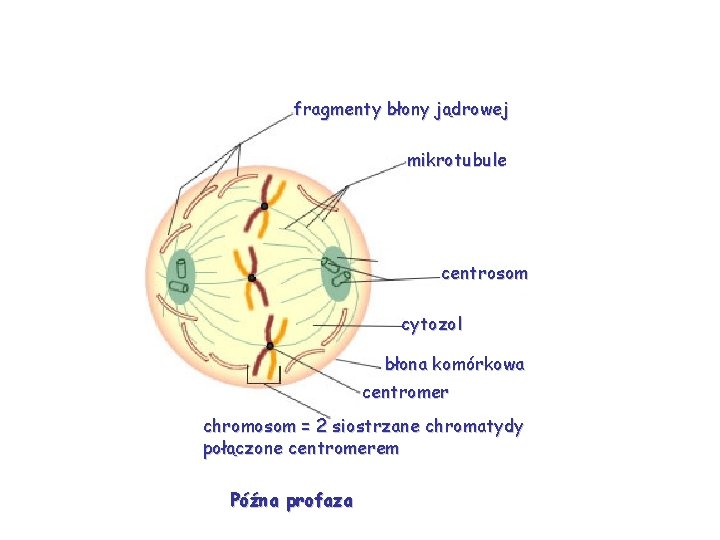 fragmenty błony jądrowej mikrotubule centrosom cytozol błona komórkowa centromer chromosom = 2 siostrzane chromatydy