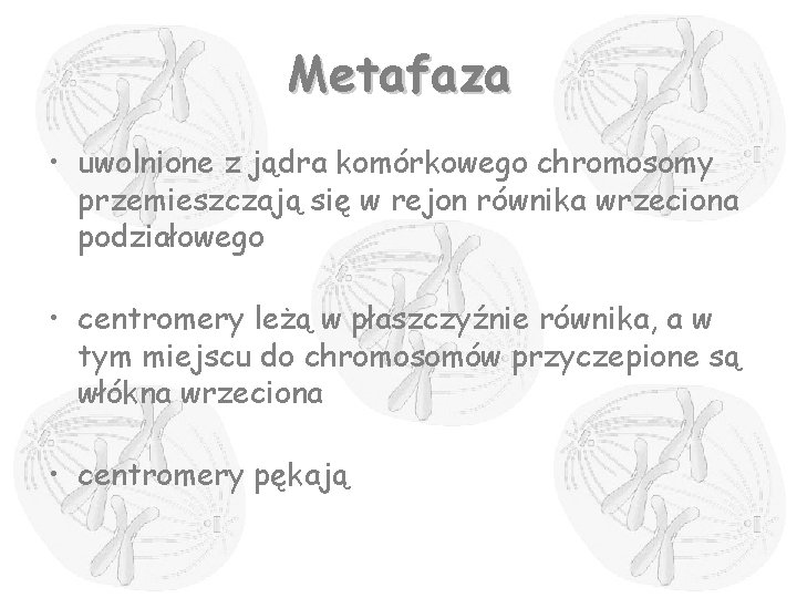 Metafaza • uwolnione z jądra komórkowego chromosomy przemieszczają się w rejon równika wrzeciona podziałowego
