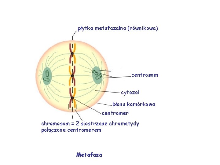 płytka metafazalna (równikowa) centrosom cytozol błona komórkowa centromer chromosom = 2 siostrzane chromatydy połączone