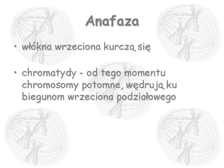Anafaza • włókna wrzeciona kurczą się • chromatydy - od tego momentu chromosomy potomne,