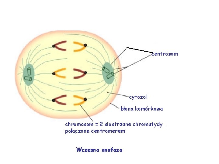 centrosom cytozol błona komórkowa chromosom = 2 siostrzane chromatydy połączone centromerem Wczesna anafaza 