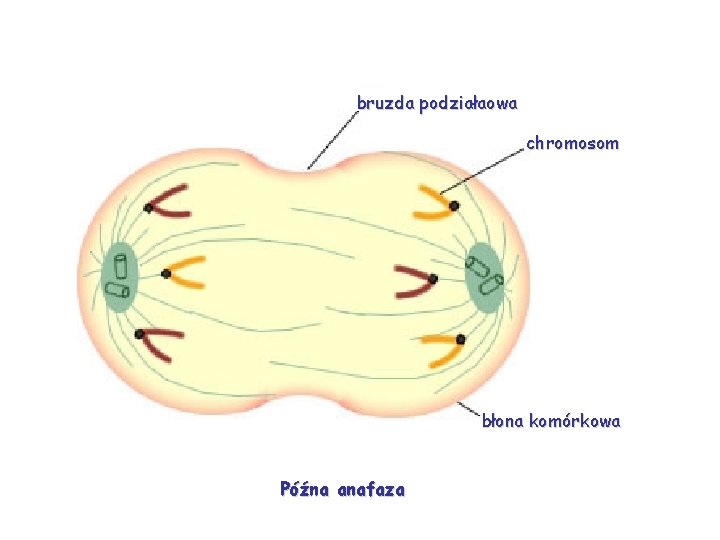 bruzda podziałaowa chromosom błona komórkowa Późna anafaza 