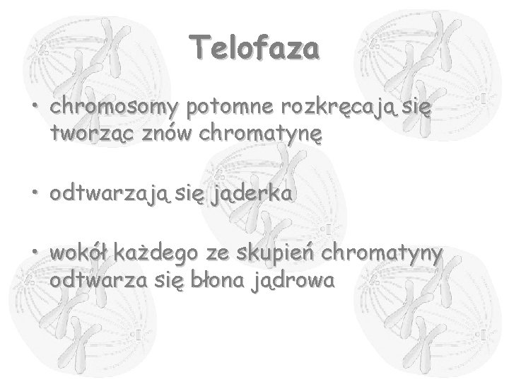 Telofaza • chromosomy potomne rozkręcają się tworząc znów chromatynę • odtwarzają się jąderka •