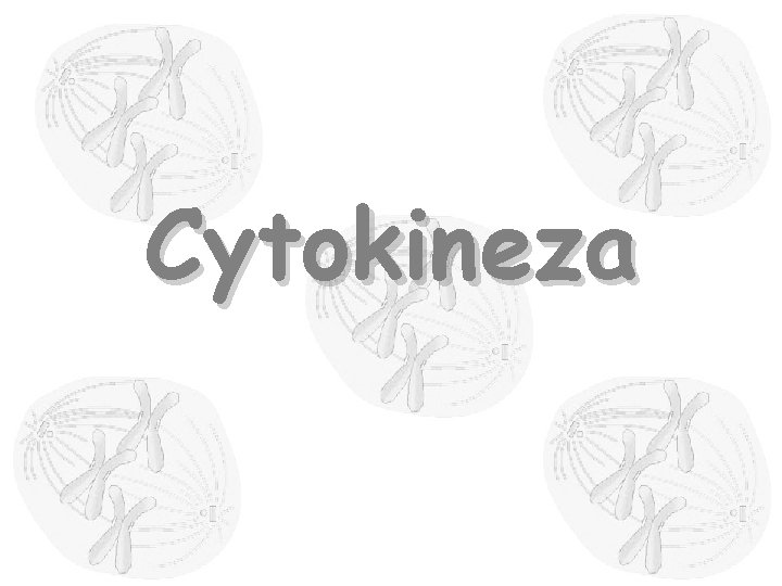 Cytokineza 