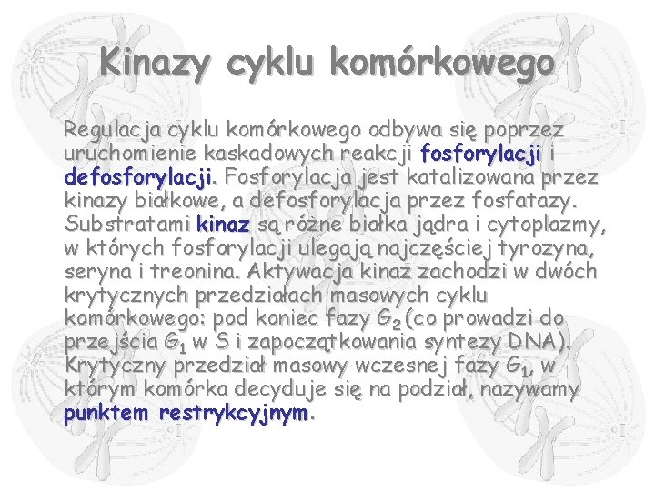 Kinazy cyklu komórkowego Regulacja cyklu komórkowego odbywa się poprzez uruchomienie kaskadowych reakcji fosforylacji i