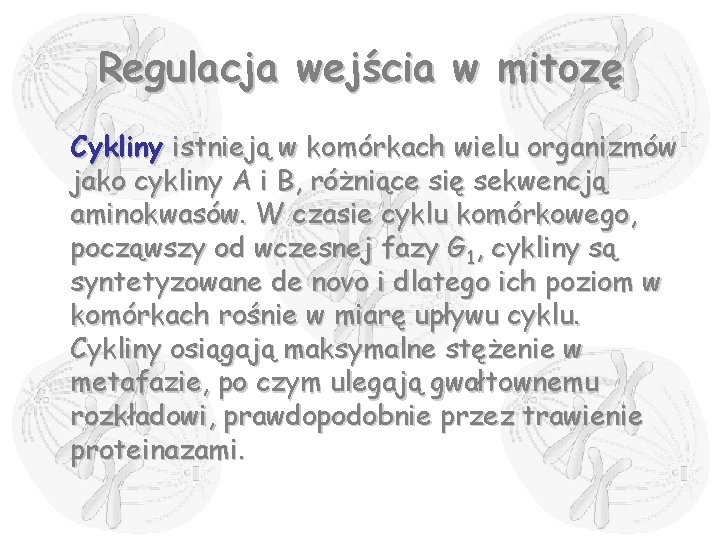 Regulacja wejścia w mitozę Cykliny istnieją w komórkach wielu organizmów jako cykliny A i