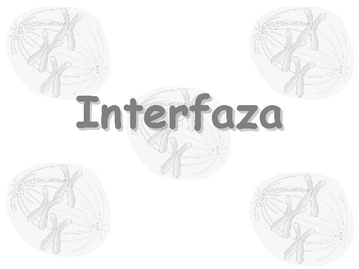 Interfaza 