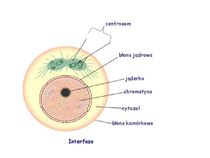 centrosom błona jądrowa jąderko chromatyna cytozol błona komórkowa Interfaza 