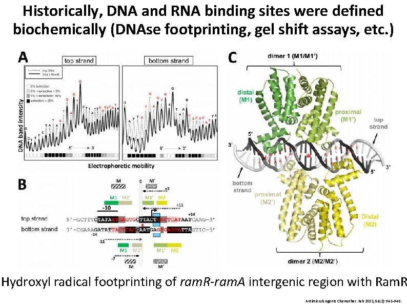 Historically, DNA and RNA binding sites were defined biochemically (DNAse footprinting, gel shift assays,