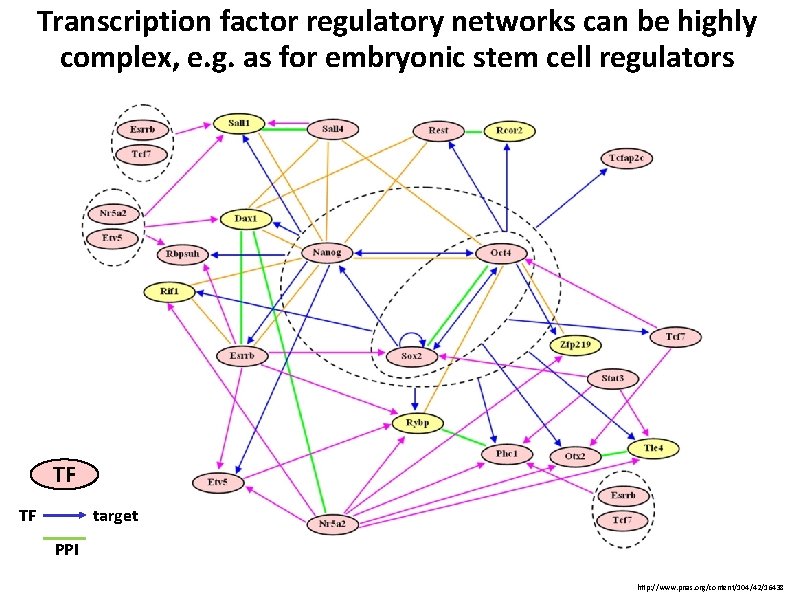 Transcription factor regulatory networks can be highly complex, e. g. as for embryonic stem