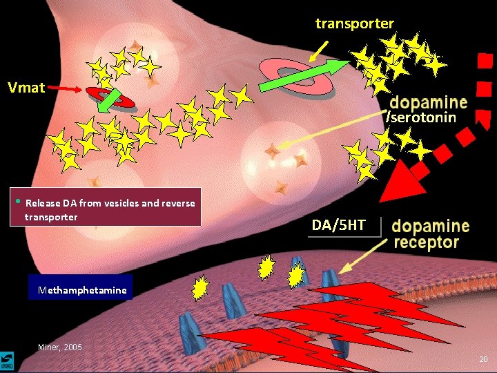 transporter Vmat /serotonin • Release DA from vesicles and reverse transporter DA/5 HT Methamphetamine