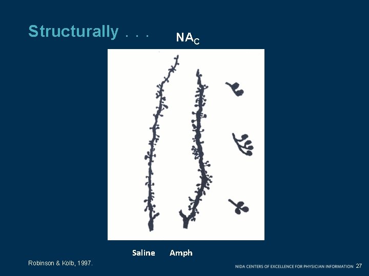 Structurally. . . Saline Robinson & Kolb, 1997. NAC Amph 27 